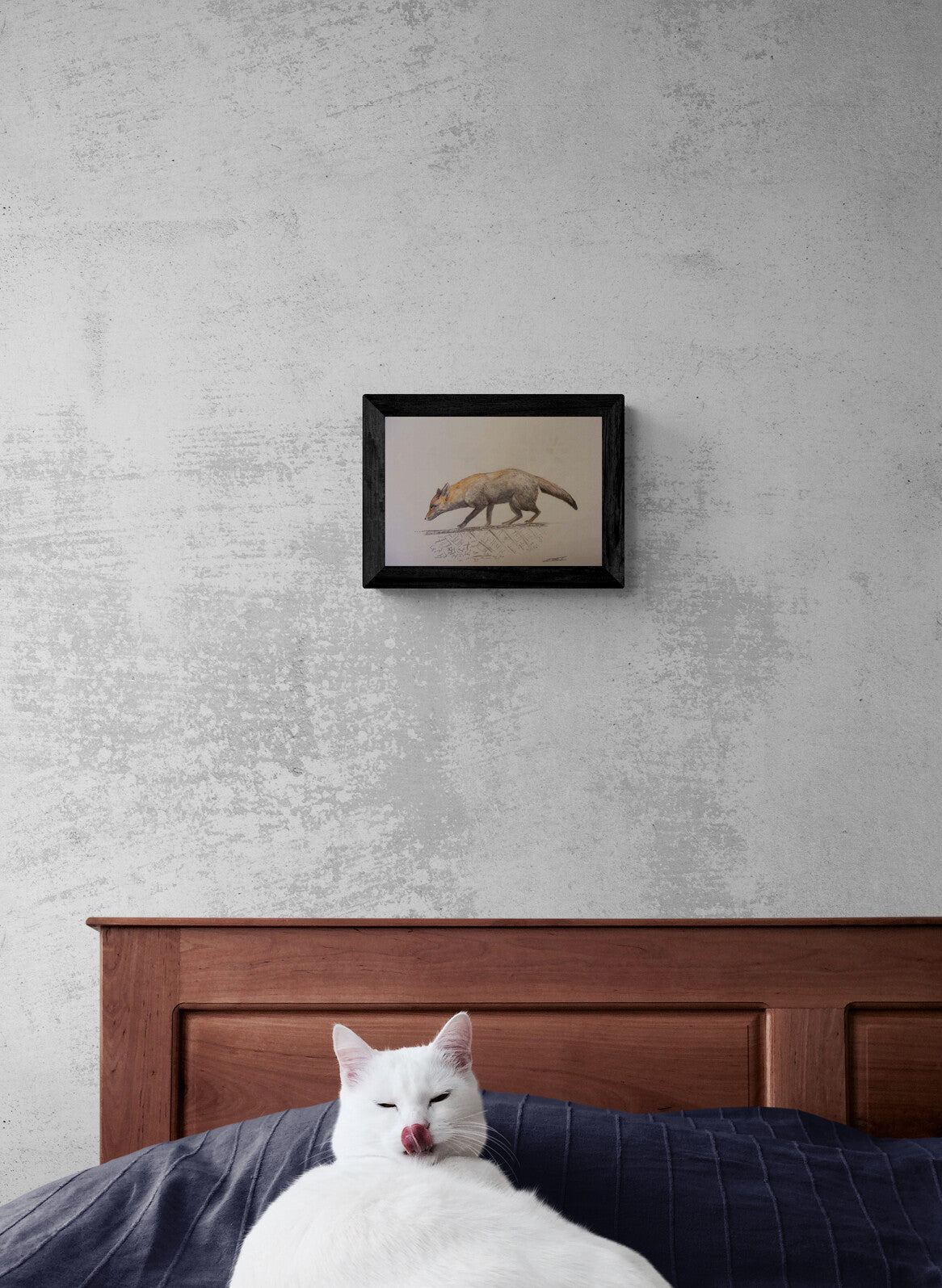 Urban fox