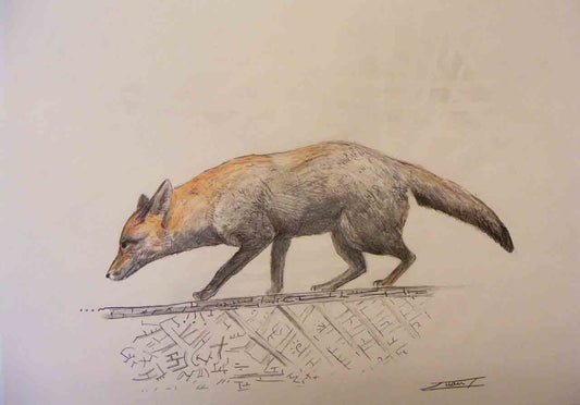 Urban fox