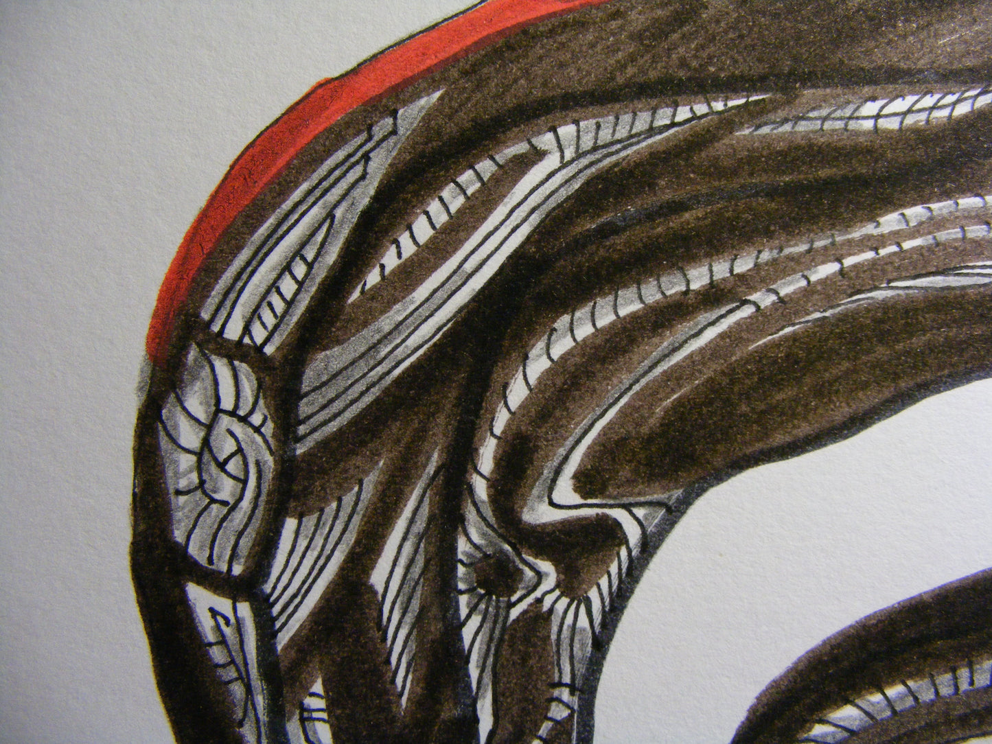 Anatomía 1